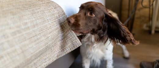 L&#8217;odorat canin à la rescousse : Comment les chiens renifleurs aident à détecter le fléau des punaises de lit en France