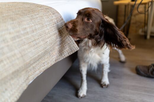 L&#8217;odorat canin à la rescousse : Comment les chiens renifleurs aident à détecter le fléau des punaises de lit en France