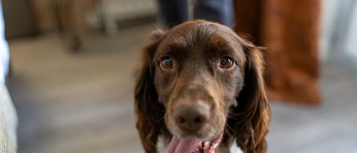 Détection canine avant achat immobilier sur la Côte d’Azur