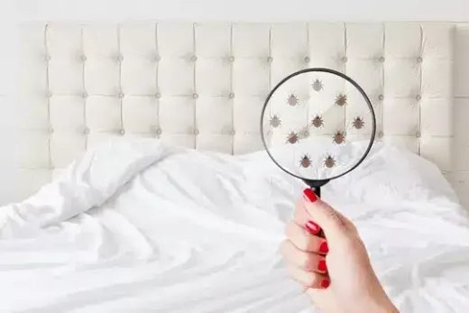 Infestation de Punaises de Lit