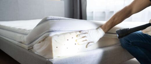 Punaises de lit au retour de vacances : les 5 réflexes