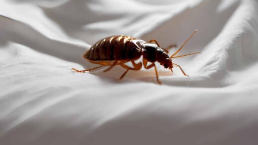 Punaises&#x20;de&#x20;lit&#x20;l&#x2019;&#x00E9;t&#x00E9;&#x20;en&#x20;PACA&#x00A0;&#x3A;&#x20;le&#x20;vrai&#x20;risque