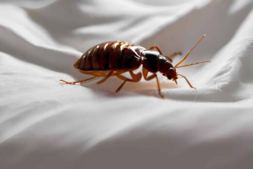 Punaises de lit l’été en PACA : le vrai risque